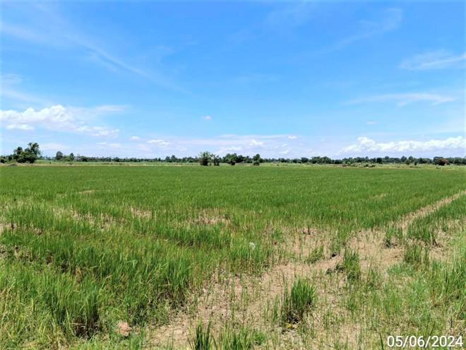 ดงป่าคำ เมืองพิจิตร พิจิตร